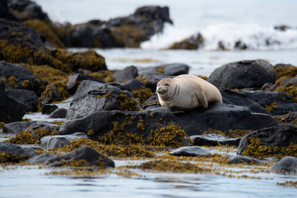 sello de puerto - snaefellsnes fotografías e imágenes de stock