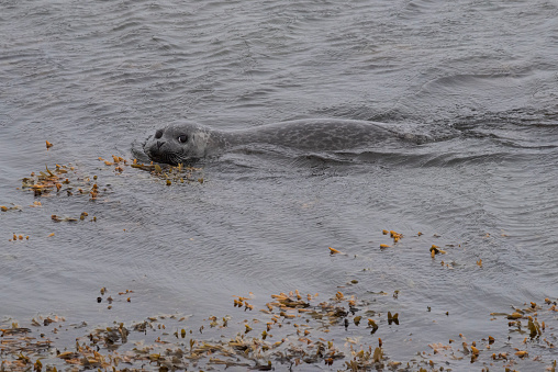 Names: Harbor seal, harbour seal, common seal\nScientific name: Phoca vitulina\nCountry: Iceland\nLocation: Snaefellsnes