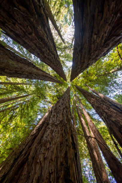 istock Redwood Trees in Forest of Nisene Marks 1281684853
