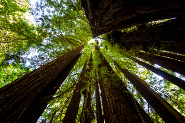 istock Redwood Trees in Forest of Nisene Marks 1281685437