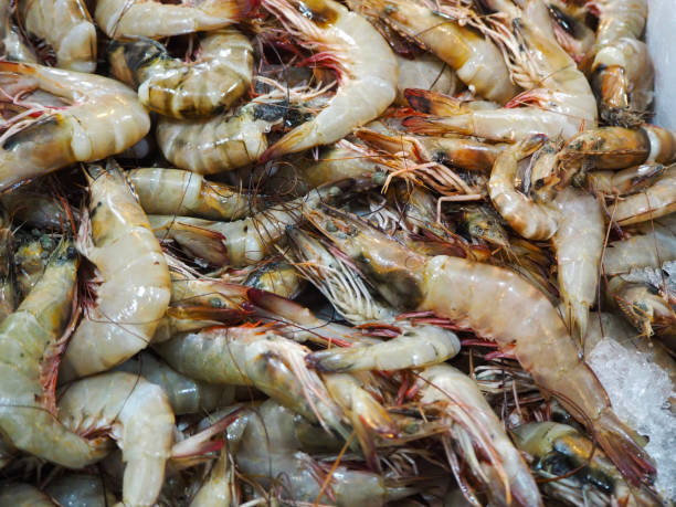 istock Different Type of Sea Fishes and Shrimp 1281685448