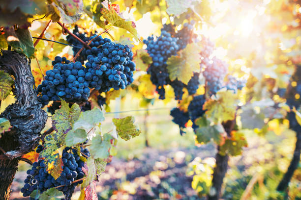 istock Vineyard with ripe red grapes during autumn morning sun 1281687039