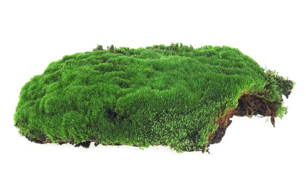 istock Green moss isolated on a white background, closeup. Beautiful green moss. 1281687272