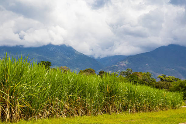 View of a sugar cane field and the Paramo de las Hermosas mountains at the Valle del Cauca region in Colombia View of a sugar cane field and the Paramo de las Hermosas mountains at the Valle del Cauca region in Colombia valle del cauca stock pictures, royalty-free photos & images