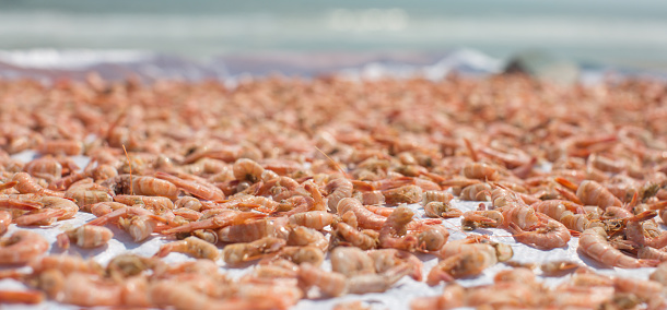 Many shrimps drying outdoor under the sun with the ocean water in the background.