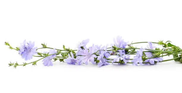 Blue chicory flowers isolated on a white background.