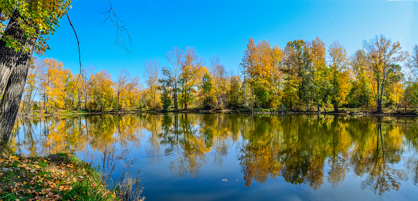 Golden foliage of fall trees around the lake reflected in blue water - autumn picturesque landscape at warm sunny september weather with clear blue sky. Beauty of nature concept. Panorama