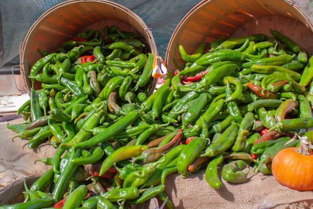 New Mexico Hatch Valley green chiles overflowing from harvest baskets following the chile pepper harvest in Albuquerque Hatch Valley green chili peppers overflow from baskets in Albuquerque green chilli pepper stock pictures, royalty-free photos & images
