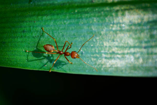 istock Close up One red ant on green leaf and black background 1281690903