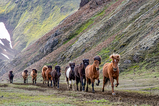 Name: Horses in Landmannalaugar\nCountry: Iceland\nLocation: Landmannalaugar