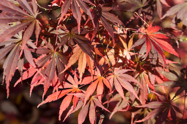 istock Red Autumn leaves of Japanese maple 1281692509