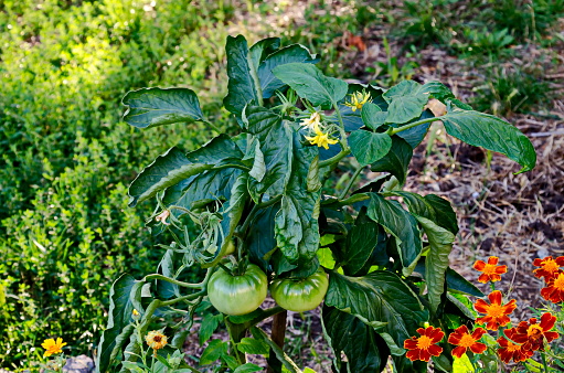 Organic farming with unripe tomatoes in a vegetable garden, Zavet town, Bulgaria