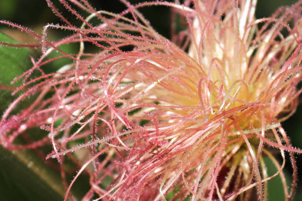 istock A macro view of corn silk trichomes 1281693959