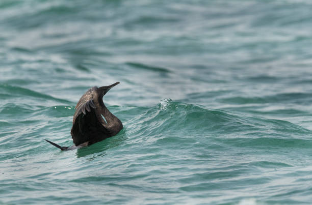 istock Socotra cormorant swimming 1281694192