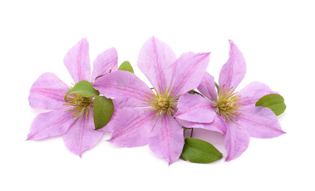istock Purple clematis with green leaves. 1281694793