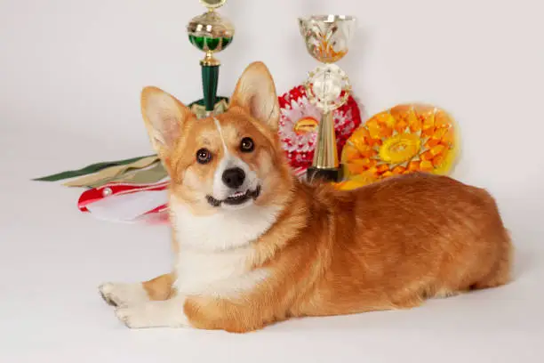 Photo of Cute Welsh Corgi Pembroke dog lying with dog show caps and trophies background, looking to the camera and smiling.