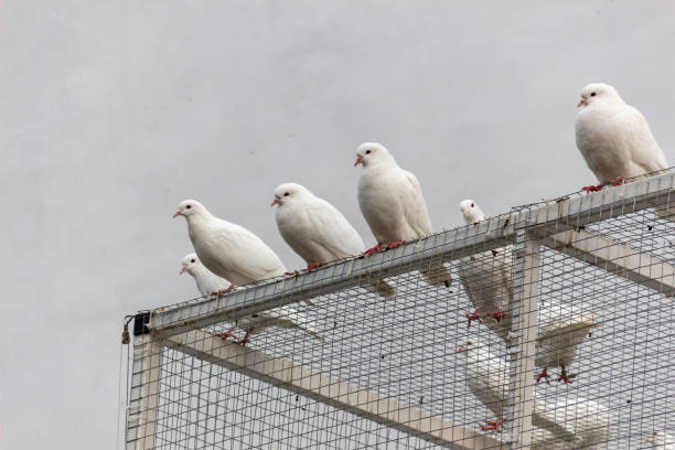 istock white pigeons on the cell fence with stone wall 1281694907