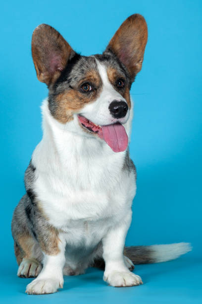 istock Cute Welsh Corgi Cardigan dog sitting on blue background in studio. 1281694922