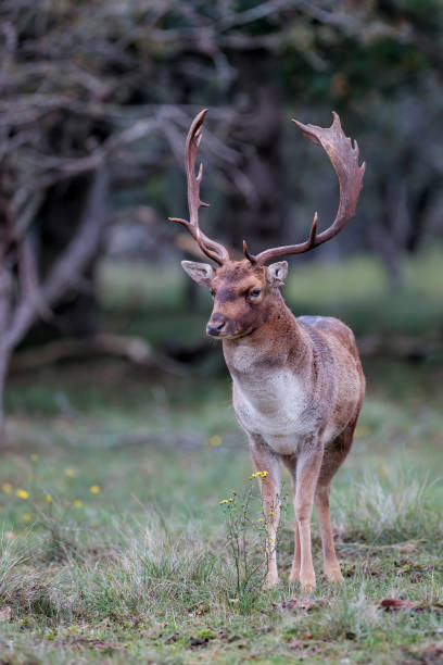 istock Fallow deer stag in rutting season 1281695360
