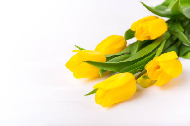 istock Beautiful tulips on white wooden background. Spring mood 1281695464