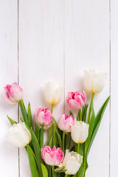 istock Beautiful tulips on white wooden background. Spring mood 1281695488