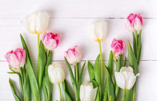 istock Beautiful tulips on white wooden background. Spring mood 1281695496