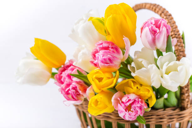 Spring multi-colored tulips in a wicker basket. Festive mood postcard with copy space. Isolated on white.