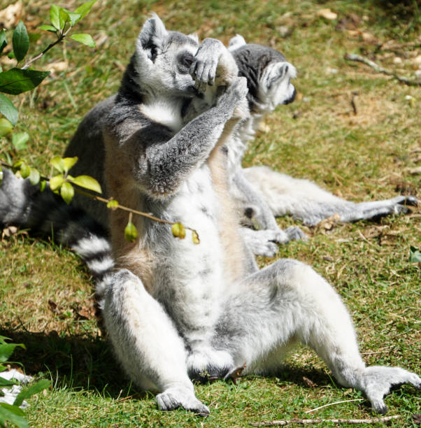 istock The beauty of wild animals 1281695554