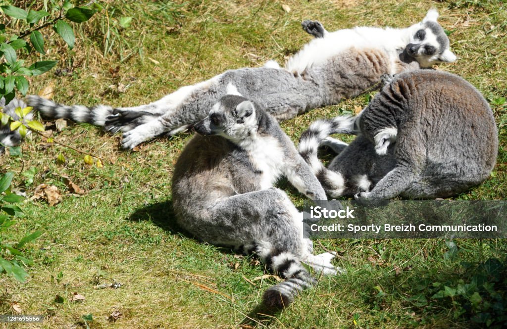 The Beauty Of Wild Animals Stock Photo - Download Image Now - Animal, Color Image, Flamingo - iStock The Beauty Of Wild Animals Stock Photo - Download Image Now - Animal, Color Image, Flamingo - iStock