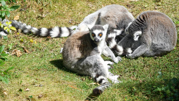 istock The beauty of wild animals 1281695623