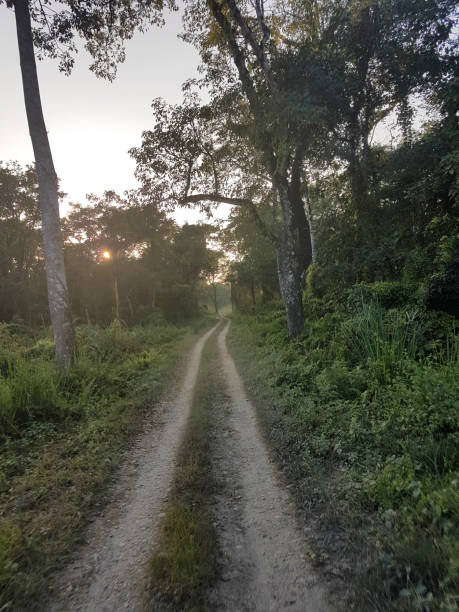 istock On a safari in Chitwan NP 1281695681
