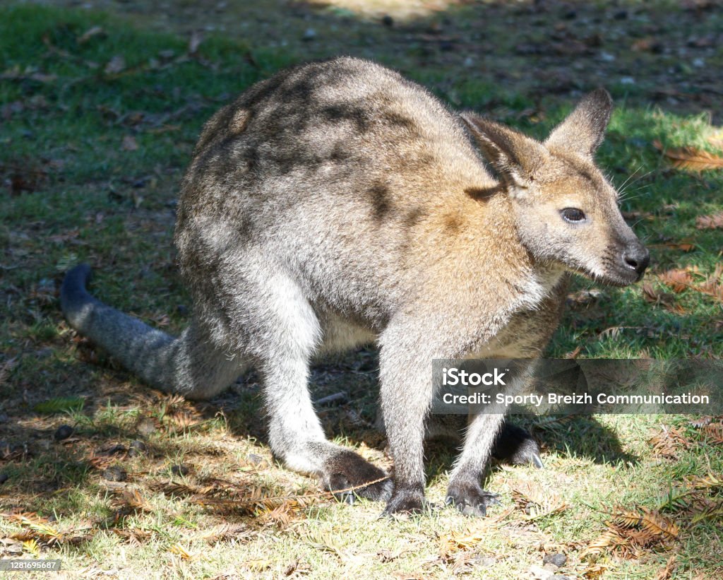 The Beauty Of Wild Animals Stock Photo - Download Image Now - Animal, Color Image, Flamingo - iStock The Beauty Of Wild Animals Stock Photo - Download Image Now - Animal, Color Image, Flamingo - iStock