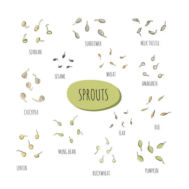 Vector illustration of Set of growing seeds - vector illustration. Microgreens in the style of sketch and hand drawing. Soybean sprouts, mung bean Healthy and wholesome vegan food for restaurants, cafes and kitchens