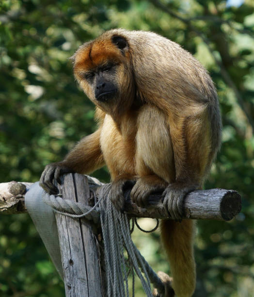 istock The beauty of wild animals 1281695978