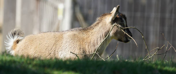 istock The beauty of wild animals 1281696722