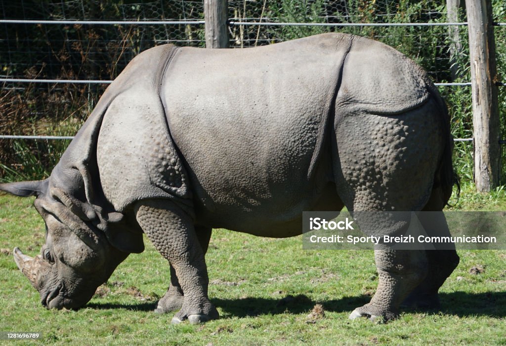 The Beauty Of Wild Animals Stock Photo - Download Image Now - Animal, Color Image, Flamingo - iStock The Beauty Of Wild Animals Stock Photo - Download Image Now - Animal, Color Image, Flamingo - iStock