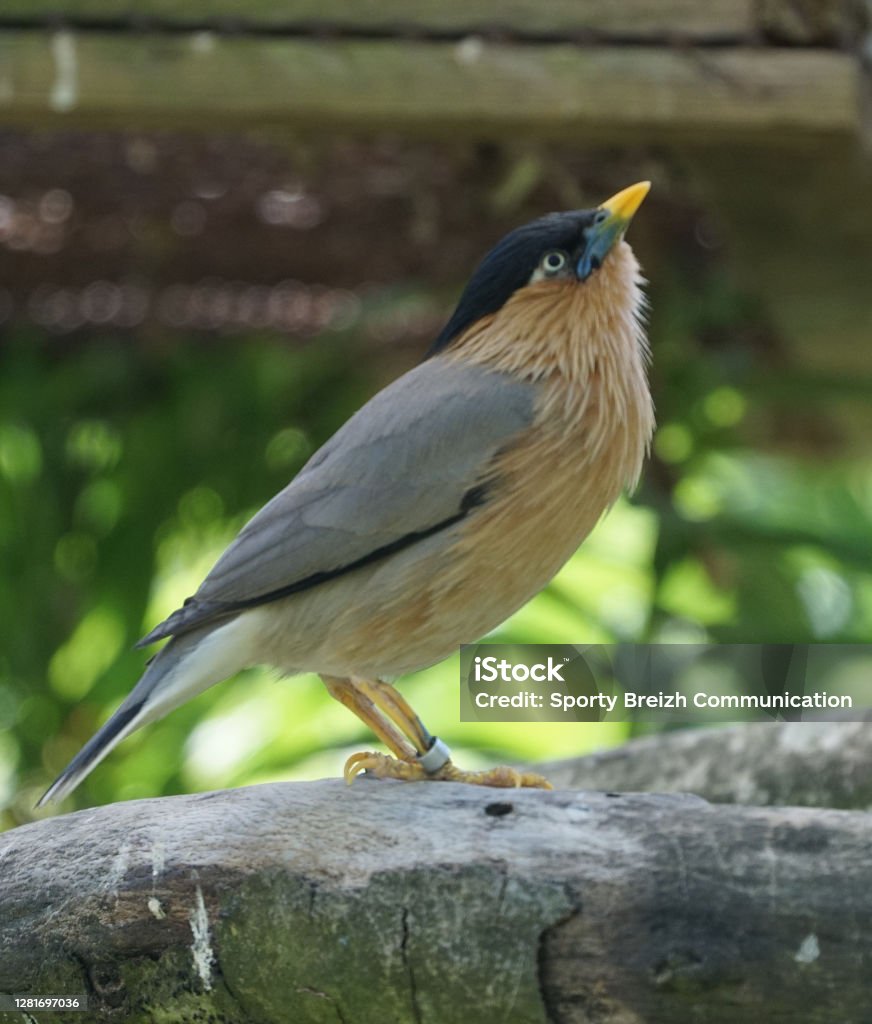 The Beauty Of Wild Animals Stock Photo - Download Image Now - Animal, Color Image, Flamingo - iStock The Beauty Of Wild Animals Stock Photo - Download Image Now - Animal, Color Image, Flamingo - iStock