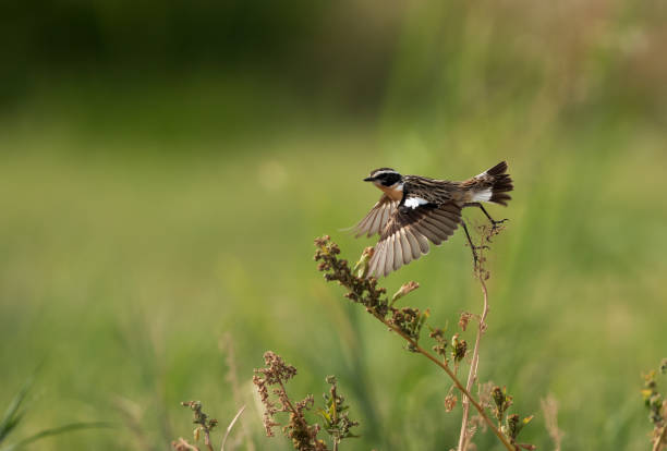 whinchat-start - whinchat stock-fotos und bilder