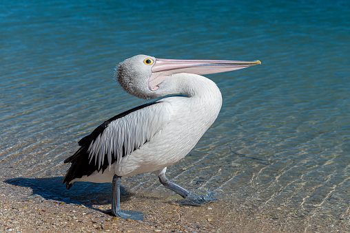 Wild Australian pelican (Pelecanus conspicillatus) standing on the shore of a beach. Monkey Mia, Western Australia