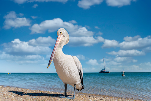 Wild Australian pelican (Pelecanus conspicillatus) standing on the shore of a beach with turquoise waters of the Indian Ocean in the background. Monkey Mia, Western Australia