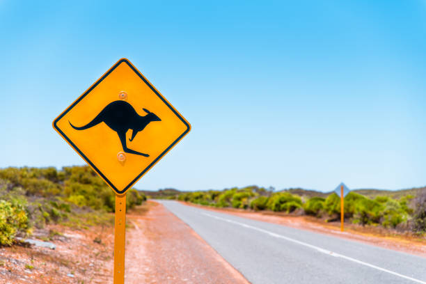 istock Iconic yellow sign with kangaroo on Australian road 1281698424