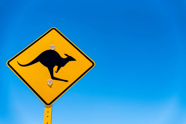 Iconic yellow sign with kangaroo crossing street on blue background Kangaroo crossing sign in Australia. Iconic, yellow, diamond-shaped sign on blue sky background with copy space kangaroo crossing sign stock pictures, royalty-free photos & images