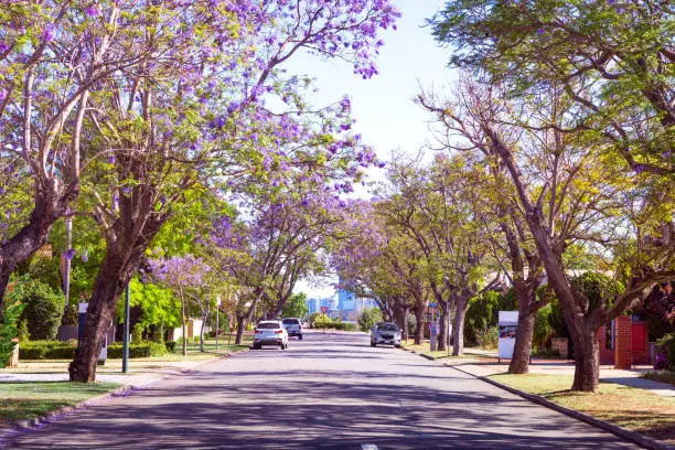 Street in Perth lined with tall Jacaranda trees blooming with purple flowers. Jacaranda mimosifolia known as blue jacaranda, black poui or the fern tree