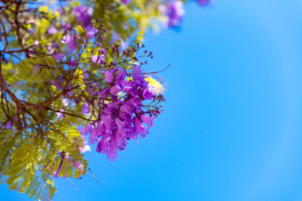Jacaranda tree in bloom against blue sky background. Jacaranda mimosifolia known as blue jacaranda, black poui or the fern tree