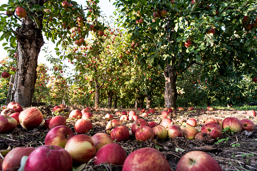 Apple harvest in an orchard on sunny day. Fallen apples on the ground on apple plantation. Apple trees growing in rows