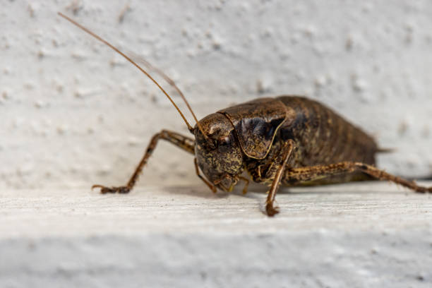 istock brown grasshopper crawls along a white wooden wall 1281699461
