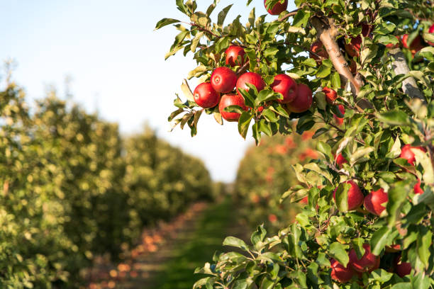 istock Ripe red apples growing on tree branch in an old apple orchard at sunshine 1281699485