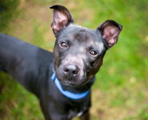 istock A black Terrier mixed breed dog with a head tilt 1281699504