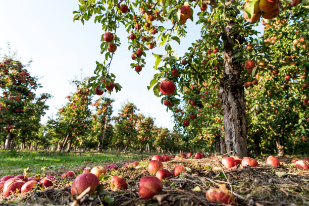 istock Fallen apples on the ground on apple plantation. Picking apples in organic orchard 1281699512