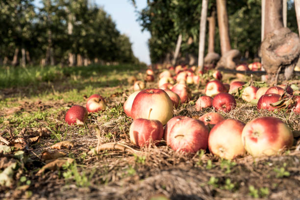 istock Fallen red apples on the ground on apple plantation. Fruit picking season 1281699561